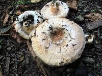 Lactarius pubescens image