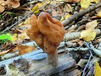 Gyromitra infula image