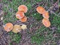 Suillus grevillei image