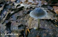 Mycena mackinawensis image