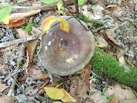 Russula variata image