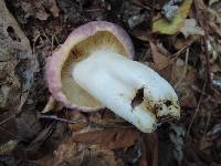 Russula variata image