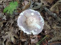 Russula ornaticeps image