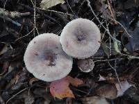 Lactarius mucidus var. mucidioides image