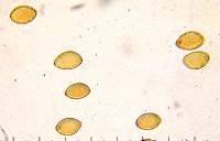 Cortinarius turmalis image