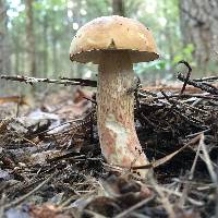 Boletus subcaerulescens image