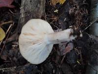 Lactarius mucidus var. mucidioides image