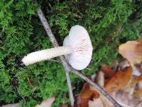 Tricholoma inamoenum image