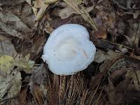 Cortinarius alboviolaceus image