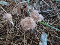 Gymnopus peronatus image