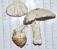 Amanita hygroscopica image