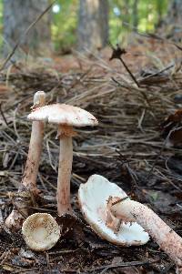 Amanita rubescens var. rubescens image