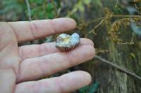 Cortinarius iodes image