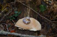 Cortinarius iodes image