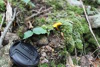 Cantharellus minor image