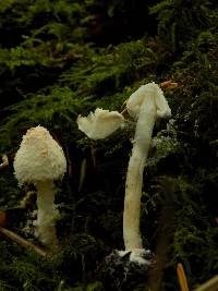 Cystolepiota petasiformis image