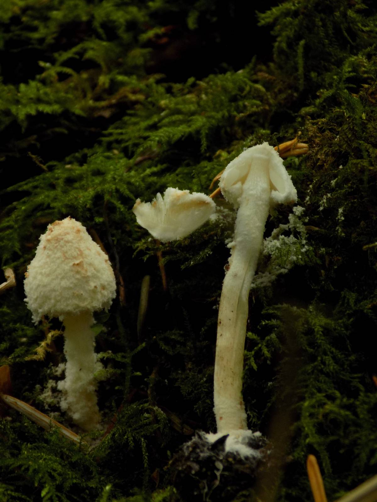 Cystolepiota petasiformis image