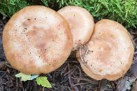 Lactarius vinaceorufescens image