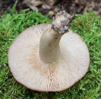 Lactarius vinaceorufescens image