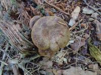 Paxillus involutus image