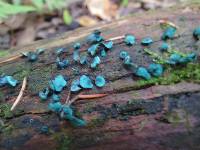 Chlorociboria aeruginascens image