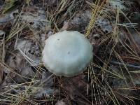 Entoloma rhodopolium image