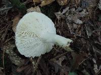 Russula cyanoxantha image