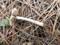 Inocybe rimosa image