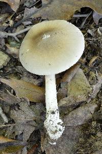 Amanita spreta image