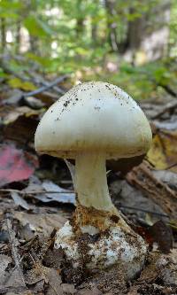 Amanita magnivelaris image