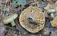 Lactarius chelidonium var. chelidonioides image