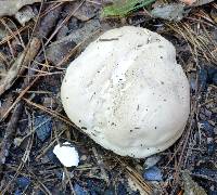 Calvatia cyathiformis image