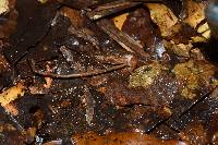 Mycena luxfoliicola image