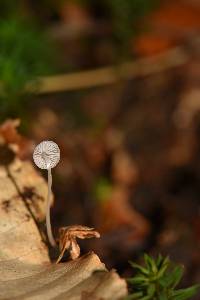 Mycena stylobates image