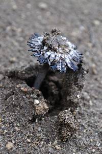 Coprinus xerophilus image