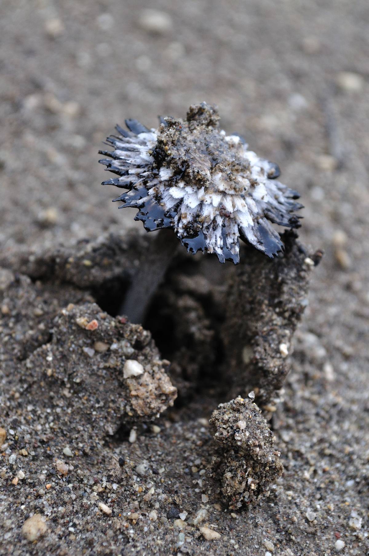 Coprinus xerophilus image