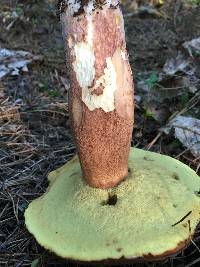 Boletus subcaerulescens image