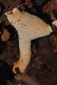 Hydnum zongolicense image