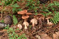 Lactarius vinaceorufescens image