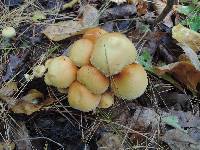 Pholiota alnicola image