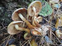 Pholiota alnicola var. alnicola image