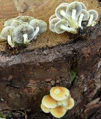 Hypholoma capnoides image