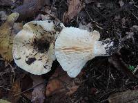 Lactarius maculatipes image