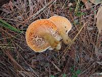 Hygrophoropsis aurantiaca image