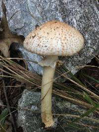 Echinoderma asperum image