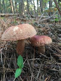 Boletus subcaerulescens image