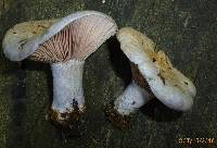 Lactarius paradoxus image