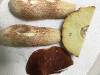 Boletus subcaerulescens image