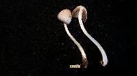 Coprinopsis spelaiophila image