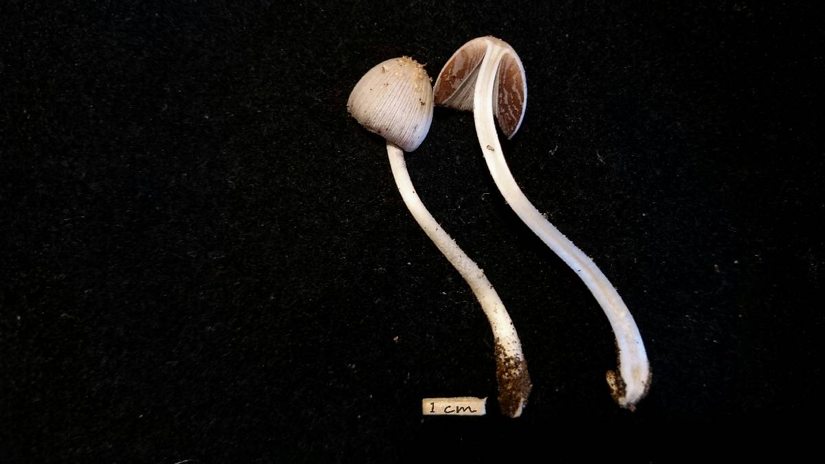 Coprinopsis spelaiophila image
